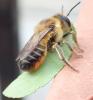 Megachile willughbiella